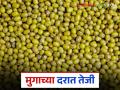 Moong Bajarbhav: मुग बाजारात तेजी: हिरवा मुग व लोकलला जास्त मागणी, दर वाढले वाचा सविस्तर - Marathi News | latest news Moong Bajarbhav: Boom in the moong market: High demand for green moong and local, prices increased Read in detail | Latest agriculture News at Lokmat.com