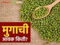 Moong Bajar Bhav : लातुरच्या बाजारात मुगाची सर्वाधिक आवक; काय मिळाला भाव ते वाचा सविस्तर - Marathi News | Moong Bajar Bhav : Highest arrival of moong in Latur market; Read the price in detail | Latest agriculture News at Lokmat.com