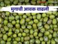 Mug Bajarbhav : पावसामुळे मुगाच्या उत्पादनात घट कसा मिळतोय बाजारभाव - Marathi News | Mug Bajarbhav : How the market price is getting a decrease in the production of mung bean due to rain | Latest agriculture News at Lokmat.com