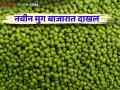 Moong Market Update : नवीन मुगाची बाजारात सुरु  आवक; काय मिळाले भाव? वाचा सविस्तर  - Marathi News | Moong Market Update: New moong market entry; What price did you get? Read in detail  | Latest agriculture News at Lokmat.com