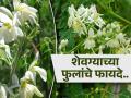 अमृतापेक्षा कमी नाहीत शेवग्याची फुलं, अनेक आजार जवळपासही येणार नाहीत! - Marathi News | Reasons to have Moringa Flower Bhaji in this season and how to make it | Latest sakhi News at Lokmat.com