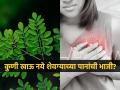 शेवग्याच्या पानांना म्हटलं जातं सुपरफूड, पण 'या' ४ समस्या असलेल्यांनी चुकूनही खाऊ नये - Marathi News | Who should not eat moring leaves and reason | Latest sakhi News at Lokmat.com