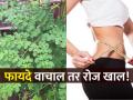 शेवग्याच्या शेंगाच नाही तर पानंही आहेत सुपरफूड, कोलेस्टेरॉल अन् वजन करतात कमी! - Marathi News | Eating moringa leaves gives surefire benefits for blood sugar, cholesterol, obesity and indigestion | Latest sakhi News at Lokmat.com