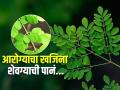 शेवग्याची पानं म्हणजे अनेक समस्या दूर करणारे सुपरफूड, आजवर खाल्ले नसतील तर लगेच आणा.. - Marathi News | Benefits of moringa superfoods for vitamin c dose | Latest sakhi News at Lokmat.com