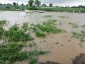 मोर्णेच्या पुराने शेकडो हेक्टरवरील पिके पाण्याखाली - Marathi News | Crops on the hundreds of hectares under flood water | Latest akola News at Lokmat.com