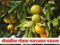 Mosambi Market :  मोसंबी घेऊन शेतकरी होतोय मालामाल; तीन राज्यांत केली जाते निर्यात  - Marathi News | Mosambi Market: Farmers are getting rich with Mosambi; Exports are done in three states  | Latest agriculture News at Lokmat.com
