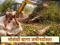 Mosambi Baga : मोसंबी बागा जमीनदोस्त; कमी भावामुळे शेतकऱ्यांचा टोकाचा निर्णय - Marathi News | latest news Mosambi Baga: Mosambi gardens are ruined; Farmers take extreme decision due to low prices | Latest agriculture News at Lokmat.com