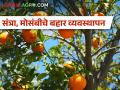 लिंबूवर्गीय फळपिकांचे अंबिया बहार व्यवस्थापन कसे कराल? - Marathi News | How to do Ambia Bahar management of citrus fruit crops? | Latest agriculture News at Lokmat.com