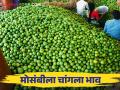 Sweet Lime Market : पाचोड मार्केटमध्ये मोसंबीला मिळाला 'इतक्या' हजारांचा दर; भाव वाढल्याने शेतकरी आनंदी - Marathi News | Sweet Lime Market : In Pachod Market, Mosambi got a high rate ; Farmers are happy with the increase in prices | Latest agriculture News at Lokmat.com