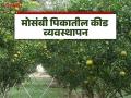 Mosambi and Santri Crops: मोसंबी व संत्रा पिकावरील कोळी किडींवर या करा उपाययोजना - Marathi News | Mosambi and Santri Crops: latest news Take these measures against spider mites on mosambi and Santri crops | Latest agriculture News at Lokmat.com