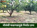 परदेशात होणारी मोसंबीची निर्यात ठप्प; फळगळती थांबेना - Marathi News | Mosmbi exports to foreign countries stopped; Fruit drop does not stop | Latest agriculture News at Lokmat.com