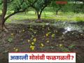 Mosambi Farming : मोसंबी उत्पादक संकटात; अकाली फळगळतीमुळे मोठं नुकसान वाचा सविस्तर - Marathi News | latest news Mosambi Farming : Mosambi growers in crisis; Huge losses due to premature fruit shedding Read in detail | Latest agriculture News at Lokmat.com