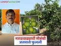 नोकरी निमित्ताने गेलेल्या शिक्षकाने मराठवाड्याची मोसंबी आणली पश्चिम महाराष्ट्रात; कमी खर्चात चांगले उत्पन्न - Marathi News | A teacher who left for work brought Marathwada's mosambi to western Maharashtra; Good income at low cost | Latest agriculture News at Lokmat.com