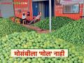 Mosambi Market : दिल्लीच्या पावसाचा थेट फटका; मोसंबी दरात तब्बल 'इतक्या' हजारांची घसरण - Marathi News | latest news Mosambi Market: Direct impact of Delhi rains; Mosambi prices fall by 'so many' thousands | Latest agriculture News at Lokmat.com
