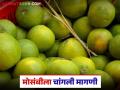 पुणे मार्केट यार्डमध्ये आंबेबहारातील मोसंबीची आवक सुरु; वाचा कसा मिळतोय दर? - Marathi News | Arrival of sweet lime from Ambebahar has started in Pune Market Yard; Read how are you getting the price? | Latest agriculture News at Lokmat.com