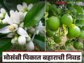 मोसंबीला बाजारात अधिक दर हवा असेल तर कोणता बहार धरावा? जाणून घ्या सविस्तर - Marathi News | If you want higher prices for sweet lemon in the market, which bahar should you choose? Find out in detail | Latest agriculture News at Lokmat.com