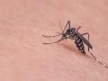 राज्यातील हिवतापाचे अर्धे रुग्ण गडचिरोलीत - Marathi News | Half of the malaria patients in the state are in Gadchiroli | Latest gadchiroli News at Lokmat.com