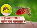 उन्हाळ्यात डास जास्त का चावतात? रात्रीची झोप उडते, घरभर डासांचा उच्छाद, वाचा कारण.. - Marathi News | Due to these reasons mosquitoes bite more in summer | Latest sakhi News at Lokmat.com