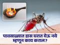 पावसाळ्यात डासांपासून सुटका हवीये? लगेच करा हे आयुर्वेदिक उपाय... - Marathi News | How to get rid of mosquitoes at home, some Natural Tips | Latest health News at Lokmat.com