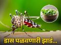 'या' झाडांच्या मदतीने घरातून पळून जातात डास, तुमच्याकडे आहेत का? - Marathi News | These plants help to get away mosquitoes | Latest jarahatke News at Lokmat.com