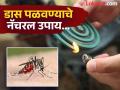 डासांना पळवण्यासाठी मॉस्किटो कॉइल लावता? जाणून घ्या याचे साइड इफेक्ट... - Marathi News | Mosquito coil smoke lung respiratory disease environmental problem | Latest health News at Lokmat.com