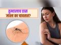 काही जणांनाच खूप डास चावतात असं का? पावसाळा होईल सुसह्य, पाहा डासांच्या त्रासावर उपाय - Marathi News | Reasons why are mosquitoes attracted to you more than other people | Latest sakhi News at Lokmat.com