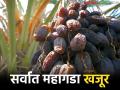 किलोला मिळतोय तब्बल ७ हजार रुपये दर; 'हा' आहे जगातील सर्वात महागडा खजूर - Marathi News | It fetches a whopping price of Rs 7,000 per kilo; This is the world's most expensive date | Latest agriculture News at Lokmat.com