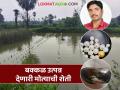 गोदावरीच्या सुपीक काठावर 'मोती संवर्धन', खर्चापेक्षा दुप्पट उत्पादन, कशी करतात मोत्यांची शेती?  - Marathi News | Latest News Success Story Farmers in Gadchiroli district are doing profitable pearl farming | Latest agriculture News at Lokmat.com