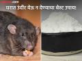 केवळ १० रूपयांच्या 'या' पावडरने बाहेर पळवा घरातील उंदीर, कधीच येणार नाही परत! - Marathi News | How to use alum powder to get rid of rats or mouse from house | Latest social-viral News at Lokmat.com