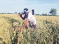 राज्यस्तरीय रब्बी पिकस्पर्धेत विदर्भातील शेतकरी अव्वल - Marathi News | Vidarbha farmers top in state level rabbi crop competition | Latest amravati News at Lokmat.com