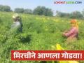 Farmer Success Story : मिरचीने आणला गोडवा; ४० गुंठ्यांतून १२ लाखांचे उत्पन्न वाचा सविस्तर - Marathi News | | Latest agriculture News at Lokmat.com