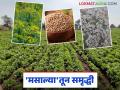 Spice Crops: शेतकऱ्यांनी रब्बी हंगामात 'या' मसाला पिकांची धरली कास वाचा सविस्तर - Marathi News | Spice Crops: Latest news Farmers take a keen interest in 'these' spice crops in the Rabi season Read in detail | Latest agriculture News at Lokmat.com