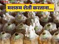 Mushroom Farming : मशरूम शेतीतून अधिक उत्पादन घ्यायचंय, 'या' 5 गोष्टी लक्षात ठेवा! - Marathi News | Latest News 5 Things to Remember for More Profit from Mushroom Farming see details | Latest agriculture News at Lokmat.com