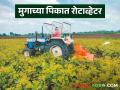 Agriculture News : शेतकऱ्याने तीन बिघ्यांतील मुगाच्या पिकावर रोटाव्हेटर फिरवला, वाचा सविस्तर  - Marathi News | Latest News Farmer rotates rotavator on three bighas of mung bean crop, read in detail | Latest agriculture News at Lokmat.com
