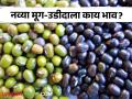 Mug, Udid Market : नवीन मूग व उडीदचा माल बाजारात दाखल, काय बाजारभाव मिळतोय?  - Marathi News | Latest News Mug, Udid Market New Mug and Udid market price in maharashtra apmc see details | Latest agriculture News at Lokmat.com