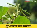 Mug, Urad Variety : 20 टक्के उत्पादन वाढविणारे उडीद, मुगाचे ‘फुले’ वाण, जाणून घ्या सविस्तर - Marathi News | Latest News 20 percent yield-enhancing Udid, mung bean variety developed by jalgaon krushi kendra | Latest agriculture News at Lokmat.com
