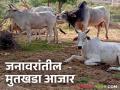 Animal Disease : जाणून घ्या जनावरांमध्ये मुतखडा आजार कसा होतो? त्यावर उपाय काय? - Marathi News | Latest News Animal Disease Why does kidney stone disease occur in Livestock Learn in detail | Latest agriculture News at Lokmat.com