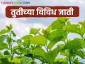 Sericulture Farming : रेशीम उद्योगात जास्त नफा मिळवायचा असेल तर तुतीच्या 'या' सुधारित जातींची आत्ताच लागवड करा - Marathi News | Sericulture Farming : To get more profit in sericulture, plant these improved varieties of mulberry now. | Latest agriculture News at Lokmat.com