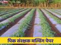 Mulching paper : मल्चिंग पेपर ठरतोय पिकांना फायदेशीर  - Marathi News | Mulching paper : Mulching paper is beneficial to crops  | Latest agriculture News at Lokmat.com