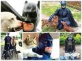 मुक्या जनावरांना मदत करणारा बॅटमॅन! - Marathi News | Batman helping the chickens! | Latest international News at Lokmat.com