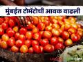 Tomato Market : जळगाव, नागपूर, मुंबई बाजारात टोमॅटोला सर्वाधिक भाव, वाचा आजचे बाजारभाव - Marathi News | Latest News highest prices for tomatoes in Jalgaon, Nagpur, Mumbai market yard check here | Latest agriculture News at Lokmat.com