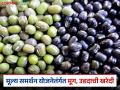 Mung Udid Kharedi : एमपीतील शेतकऱ्यांना दिलासा, मूग आणि उडीद खरेदीला हिरवा कंदील  - Marathi News | Latest news Relief for farmers in MP, green signal for purchase of moong and urad | Latest agriculture News at Lokmat.com
