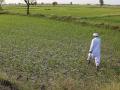 अकोला जिल्ह्यात यंदाही बुडाले मूग, उडदाचे पीक; शेतकरी चिंतेत! - Marathi News | In Akola district, green gram and urad crop not sowing; Farmers worried! | Latest akola News at Lokmat.com