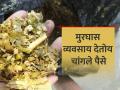 मक्याच्या मुरघास व्यवसायातून मिळतोय चांगला फायदा - Marathi News | getting good profit from Maize Silage business | Latest agriculture News at Lokmat.com