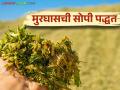 Murghas : खड्डा पद्धतीने मुरघास कसा बनवावा? वाचा सविस्तर - Marathi News | Murghas : How to make Silage by pit method read in detail | Latest agriculture News at Lokmat.com
