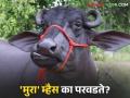 मैहसाणा, जाफराबादी नको 'मुरा'च हवी; दूध उत्पादकांना का लागलाय मुरा म्हशींचा लळा? वाचा सविस्तर - Marathi News | No need for Maihasana, Jafrabadi, only 'Murra'; Why are milk producers facing a fight over Murra buffaloes? Read in detail | Latest agriculture News at Lokmat.com