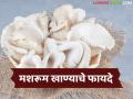 वजन कमी करायचंय, डायबेटिज नियंत्रणासाठी मशरूम उत्तम पर्याय, वाचा मशरूम खाण्याचे फायदे  - Marathi News | latest News The many benefits of consuming mushrooms lose weight and controlling diabetes | Latest agriculture News at Lokmat.com