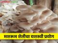 दुर्गम पट्ट्यात उभारली मशरूमची शेती, दुष्काळी भागात यशस्वी प्रयोग  - Marathi News | Latest News Successful Experiment of Mushroom Farming in Drought Area by mbbs Doctor | Latest agriculture News at Lokmat.com
