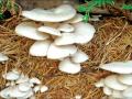 ‘व्हॉटसअ‍ॅप ग्रुप’वरुन मशरुम उत्पादनाबाबत मार्गदर्शन - Marathi News | Guidance on Mushroom Production from 'Whats aap Group' | Latest vashim News at Lokmat.com