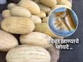 उन्हाळ्यात चिबूड खा पोटभर-तब्येतीसाठी वर्षभराचं टॉनिक-वजनही हाेईल कमी! ग्लॅमर नसलेलं पौष्टिक फळ - Marathi News | Eat mesh melon in summer, you will also lose weight! A nutritious fruit | Latest sakhi News at Lokmat.com